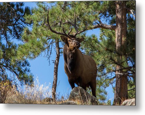 Elk Metal Print featuring the photograph Majestic Bull Elk Stands Tall by Tony Hake