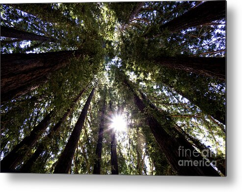 Redwood Metal Print featuring the photograph Majestic Redwoods by Betty Depee