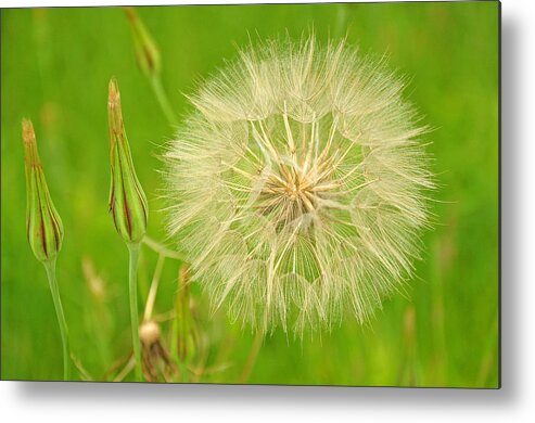 Dandelion Metal Print featuring the photograph Make a Wish by Patti Raine