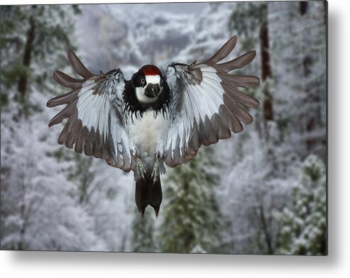 Arizona Metal Print featuring the photograph Male Acorn Woodpecker by Gregory Scott