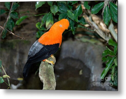 Fauna Metal Print featuring the photograph Male Andean Cock-of-the-rock by Anthony Mercieca