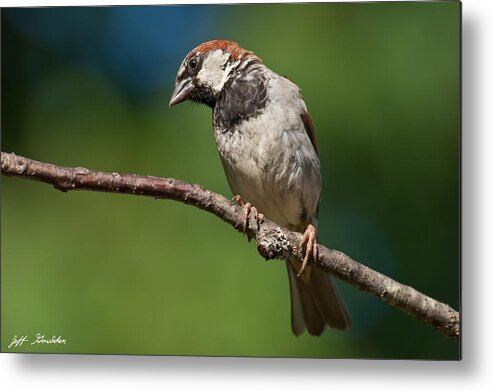 Animal Metal Print featuring the photograph Male House Sparrow Perched in a Tree by Jeff Goulden