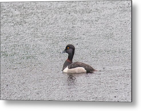 A. Collaris Metal Print featuring the photograph Male Ring-Necked Duck by Richard Leighton