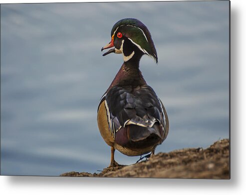 Photography Metal Print featuring the photograph Male Wood Duck by Lee Kirchhevel