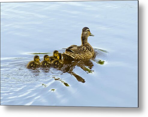 Birds Metal Print featuring the photograph Mallard and Chicks by Flees Photos