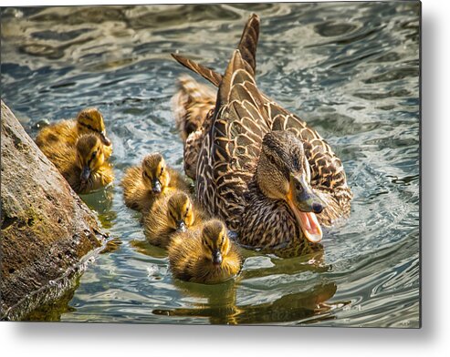 Mallards Metal Print featuring the photograph Mallard Clan by Janis Knight