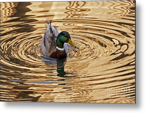 Kate Brown Metal Print featuring the photograph On Golden Pond by Kate Brown