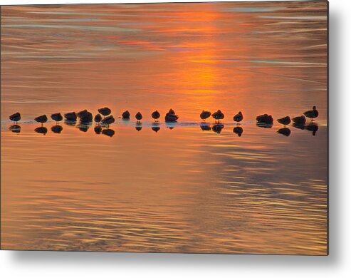 Mallards Metal Print featuring the photograph Mallards on Ice Edge During Sunset by Beth Venner