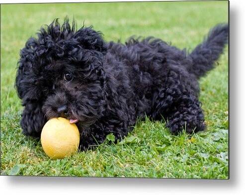 Puppy Metal Print featuring the photograph Maltipoo puppy playing with a ball by Michael Russell