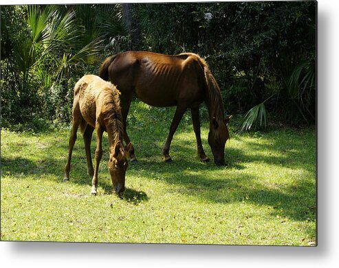 Cumberland Island Metal Print featuring the photograph Mama and Baby by Laurie Perry