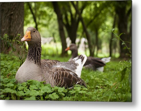 Goose Metal Print featuring the photograph Mama Goose by Elizabeth Gray