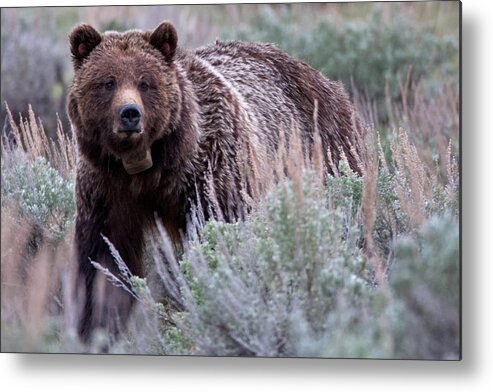 Grizzly Metal Print featuring the photograph Mama Grizzly by Natural Focal Point Photography