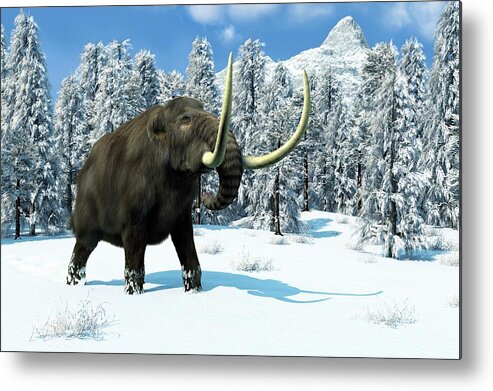 Mammuthus Sp Metal Print featuring the photograph Mammoth by Roger Harris