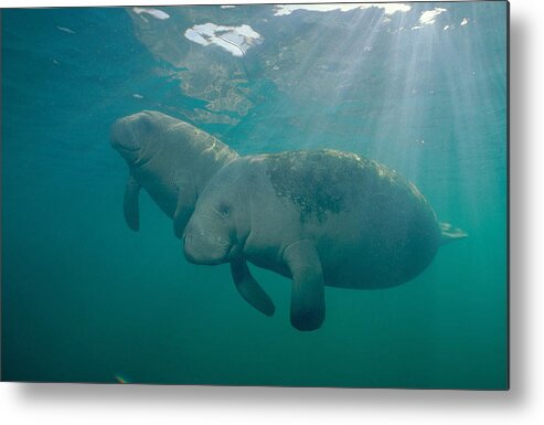 West Indian Manatee Metal Print featuring the photograph Manatee Mother And Calf by Andrew J. Martinez