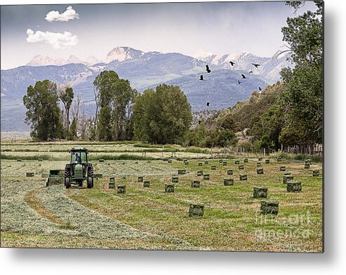 Agriculture Metal Print featuring the photograph Mancos Colorado Landscape by Janice Pariza