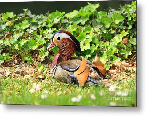 Animal Metal Print featuring the photograph Mandarin Duck in the grass by Amanda Mohler