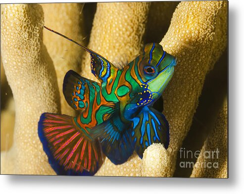 Synchiropus Splendidus Metal Print featuring the photograph Mandarinfish in Micronesia by Dave Fleetham
