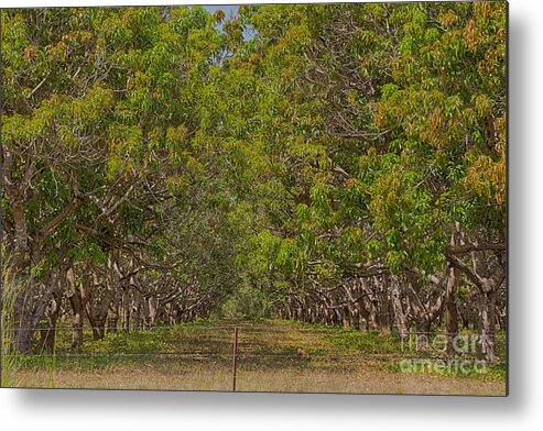 Mango Orchard Metal Print featuring the photograph Mango Orchard by Douglas Barnard