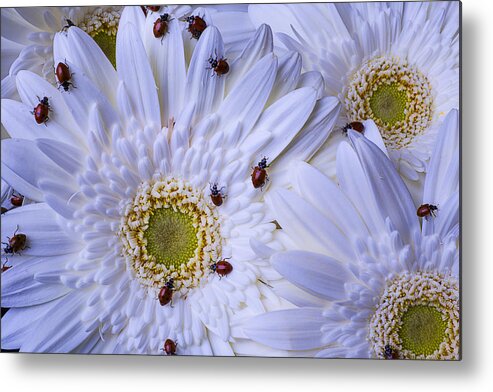 Many Metal Print featuring the photograph Many Ladybugs On White Daisy by Garry Gay