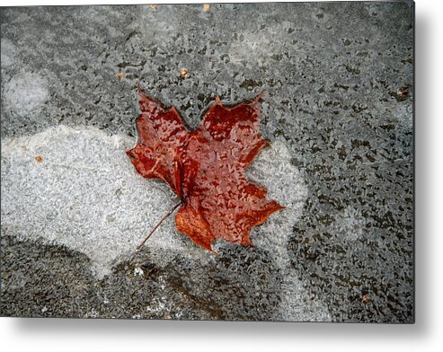 Maple Leaf Metal Print featuring the photograph Maple Leaf under Ice by Dr Carolyn Reinhart