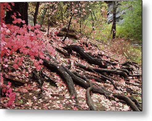 Nature Metal Print featuring the photograph Maple leaves and tree roots by Harold Rau