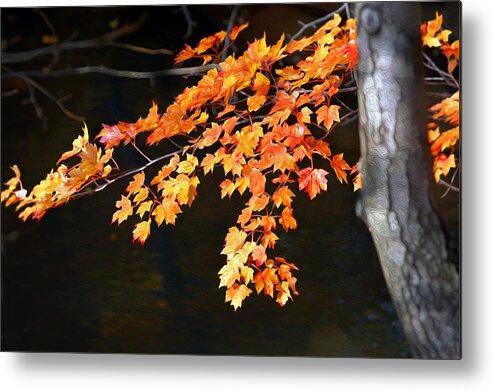 Manhattan Metal Print featuring the photograph Maple Leaves by Yue Wang