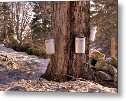 Maple Tree Metal Print featuring the photograph Maple Syrup Buckets by Tom Singleton