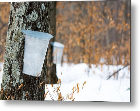 Landscape Metal Print featuring the photograph Maple Syrup Time by Cheryl Baxter