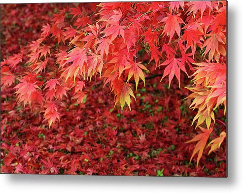 Season Metal Print featuring the photograph Maple Tree In Blaze Of Autumn Colour by Rosemary Calvert