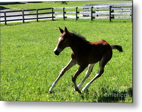 Foal Metal Print featuring the photograph Mare Foal56 by Janice Byer