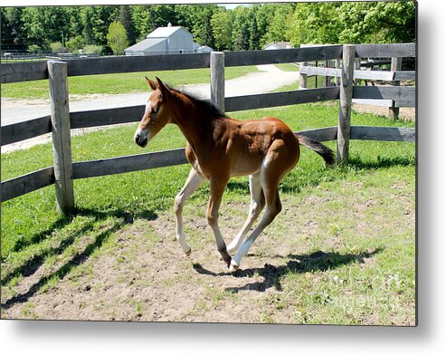 Foal Metal Print featuring the photograph Mare Foal90 by Janice Byer