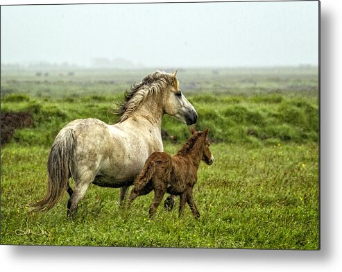 Equine Metal Print featuring the photograph Mare in the Mist by Joan Davis