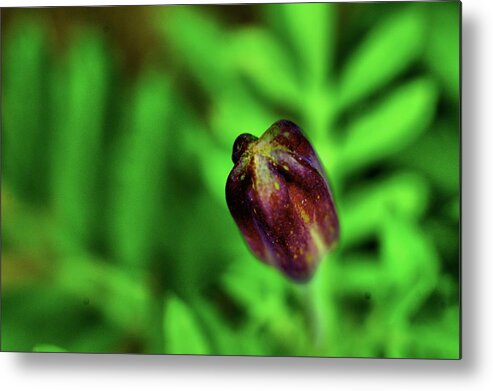 Botany Metal Print featuring the photograph Marigold Bud by Scott Carlton