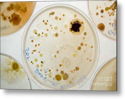 Bacteria Metal Print featuring the photograph Marine Actinomycetes by Charlotte Raymond