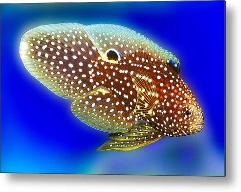 Marine Betta Grouper Metal Print featuring the digital art Marine Beta Fish Calloplesiops altivelis by Wernher Krutein