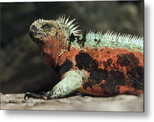 Feb0514 Metal Print featuring the photograph Marine Iguana Male Galapagos Islands by Tui De Roy