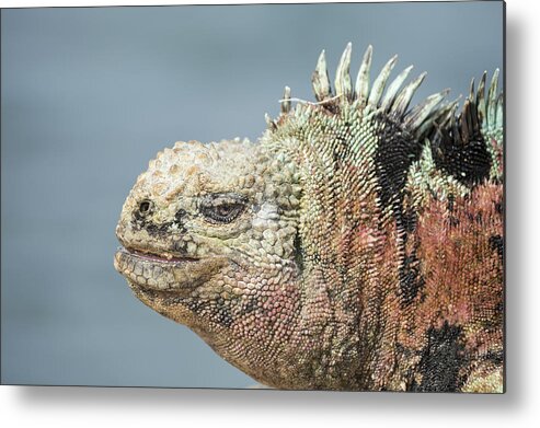 Tui De Roy Metal Print featuring the photograph Marine Iguana Male In Breeding Colors by Tui De Roy