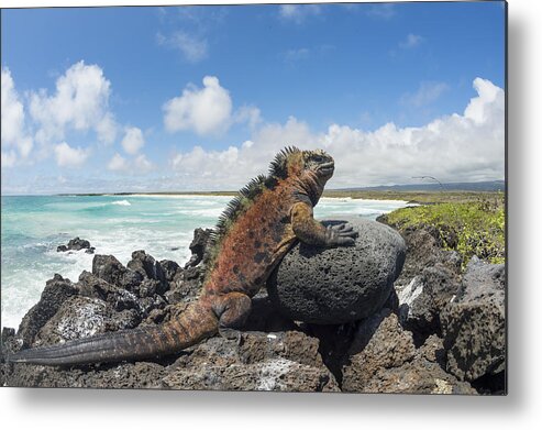534130 Metal Print featuring the photograph Marine Iguana Tortuga Bay Galapagos by Tui De Roy