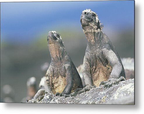 Feb0514 Metal Print featuring the photograph Marine Iguanas Sky Pointing To Keep by Tui De Roy