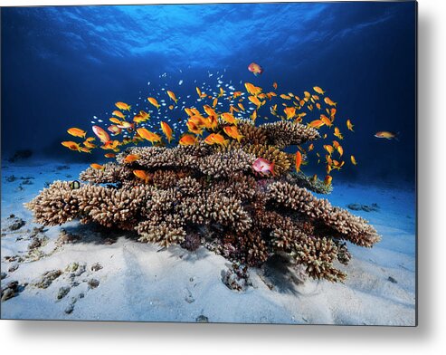 Reef Metal Print featuring the photograph Marine Life by Barathieu Gabriel