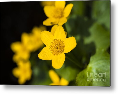 Marsh Marigold Metal Print featuring the photograph Marsh Marigold by Dan Hefle