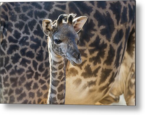 534557 Metal Print featuring the photograph Masai Giraffe Calf by Zssd