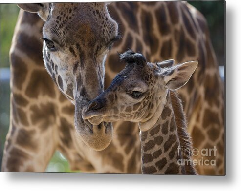 San Diego Zoo Metal Print featuring the photograph Masai Giraffe And Calf by San Diego Zoo