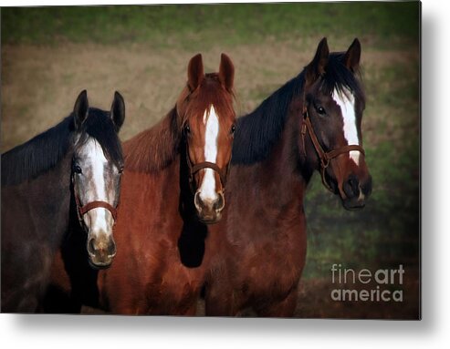 Thoroughbred 2 Year Olds Metal Print featuring the photograph Mates by Melinda Hughes-Berland