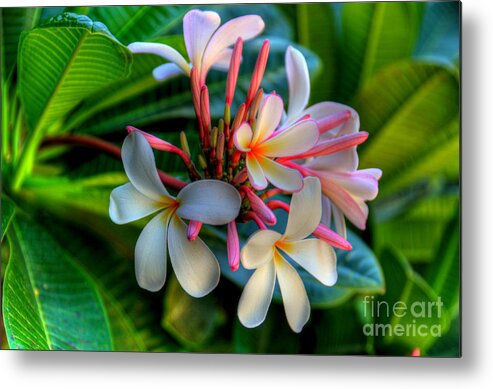 Maui Metal Print featuring the photograph Maui Beauties by Kelly Wade