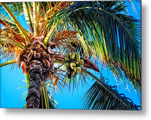 Hawaii Metal Print featuring the photograph Maui Palm by Lars Lentz
