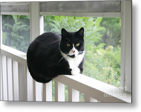 Cat Metal Print featuring the photograph Max by Patty Colabuono