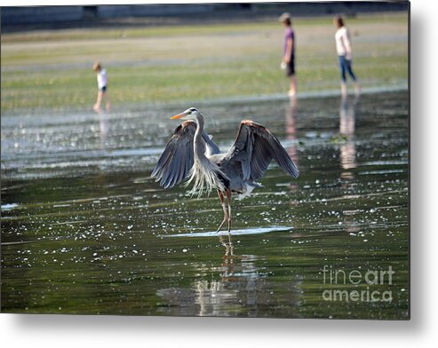 Heron Metal Print featuring the photograph May Day Waders by Gayle Swigart