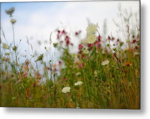 Nature Metal Print featuring the photograph Meadow Flowers by Tracy Male