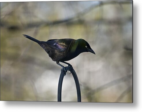 Birds Metal Print featuring the photograph Mean Mr. Grackle by Ross Powell